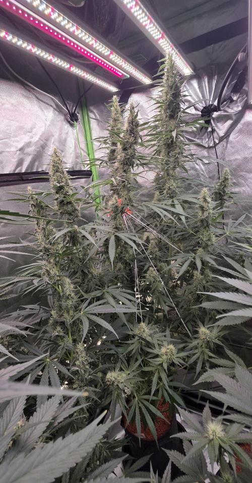 2 Monster Babys. Week 12