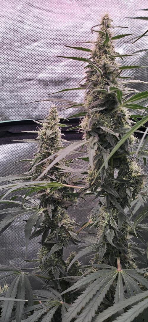 2 Monster Babys. Week 12