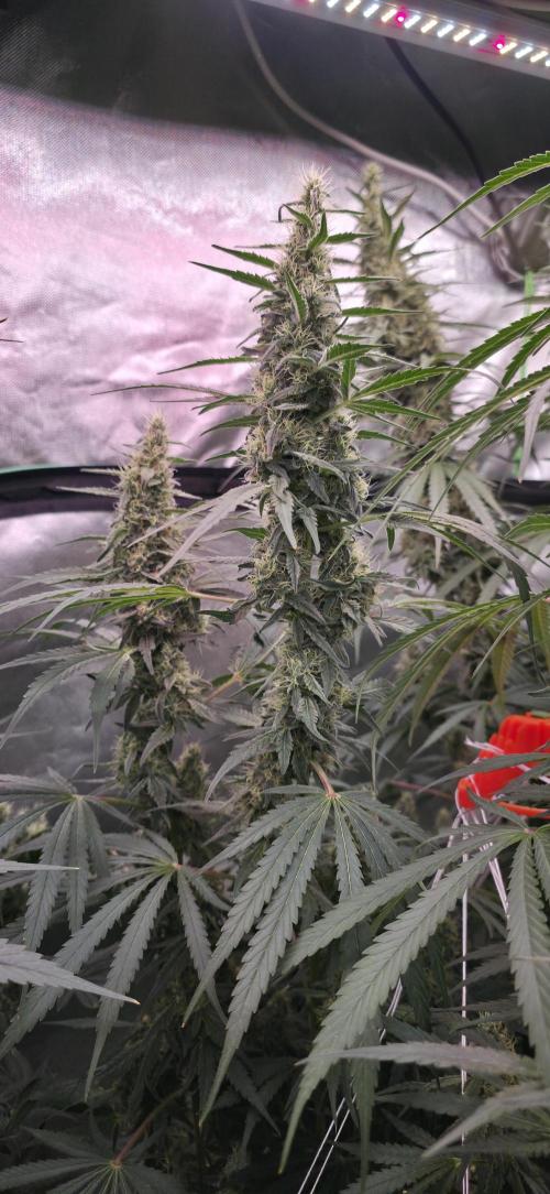 2 Monster Babys. Week 12
