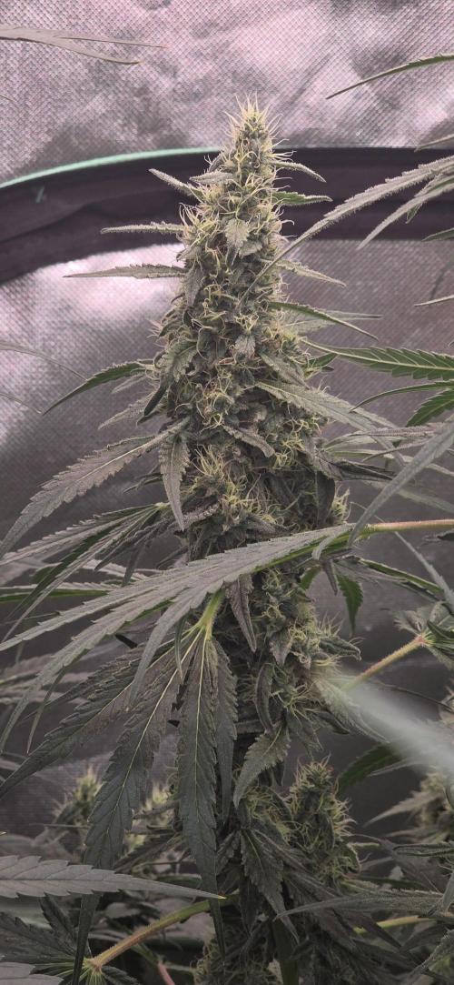2 Monster Babys. Week 12