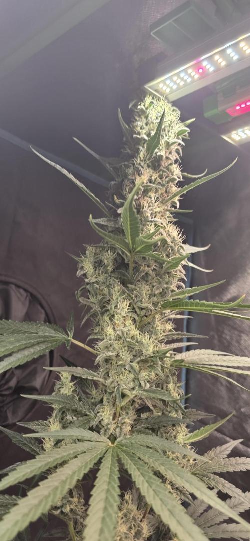 2 Monster Babys. Week 13