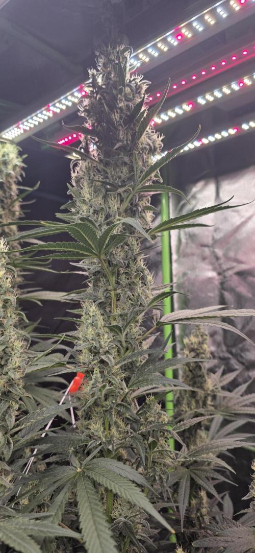 2 Monster Babys. Week 13