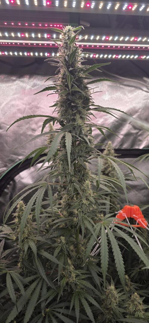 2 Monster Babys. Week 13