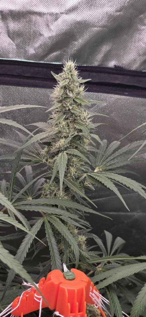 2 Monster Babys. Week 13