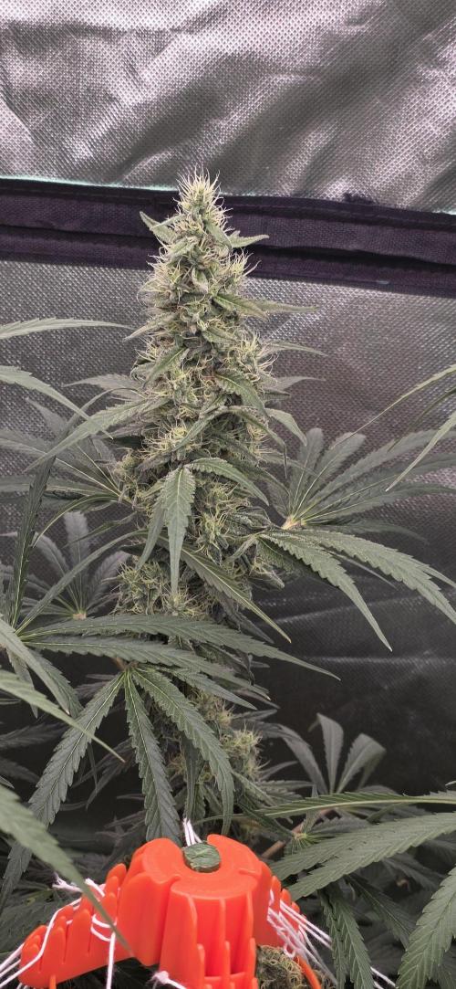 2 Monster Babys. Week 13
