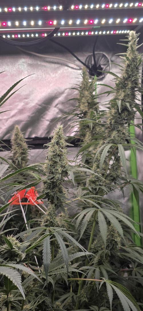 2 Monster Babys. Week 13