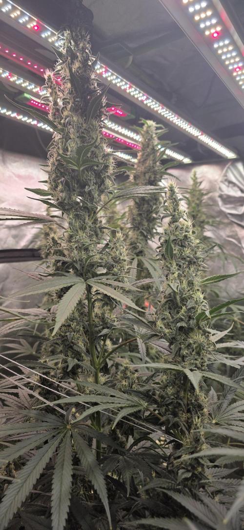 2 Monster Babys. Week 13