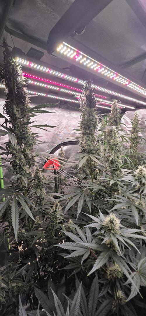 2 Monster Babys. Week 13
