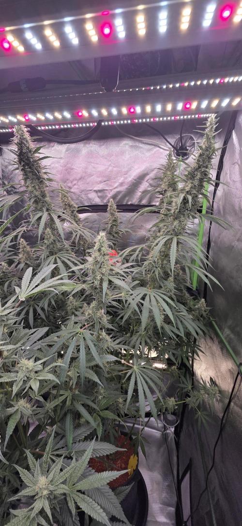 2 Monster Babys. Week 13