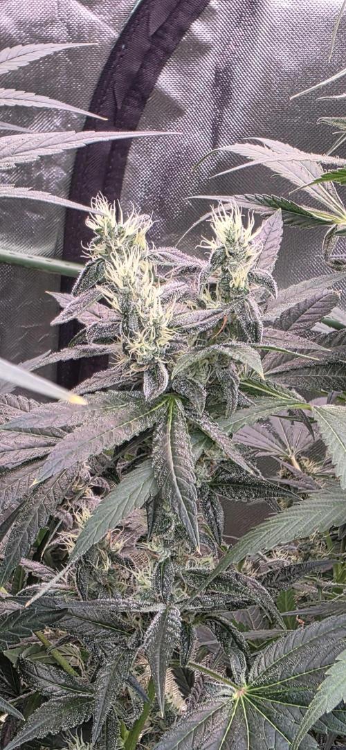 2 Monster Babys. Week 13