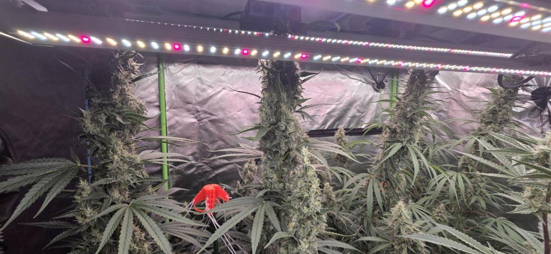 2 Monster Babys. Week 13