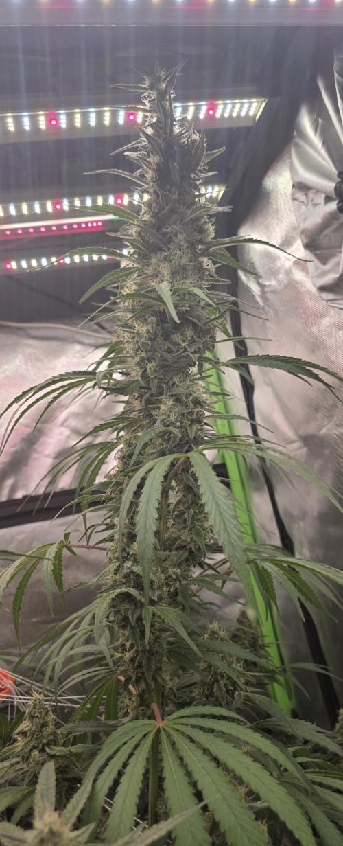 2 Monster Babys. Week 13