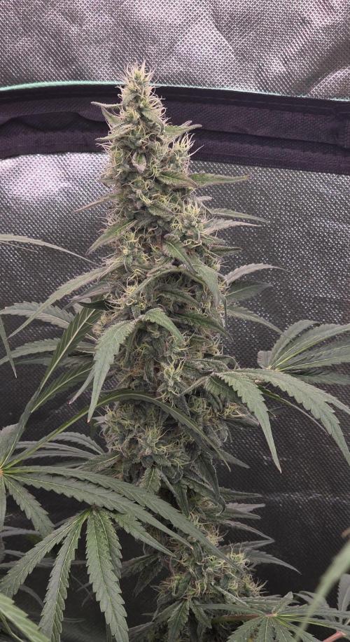 2 Monster Babys. Week 13