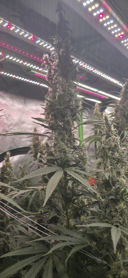 2 Monster Babys. Week 13
