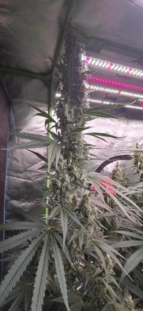Junky 99 - Cap Junky X Cinderella. Week 13