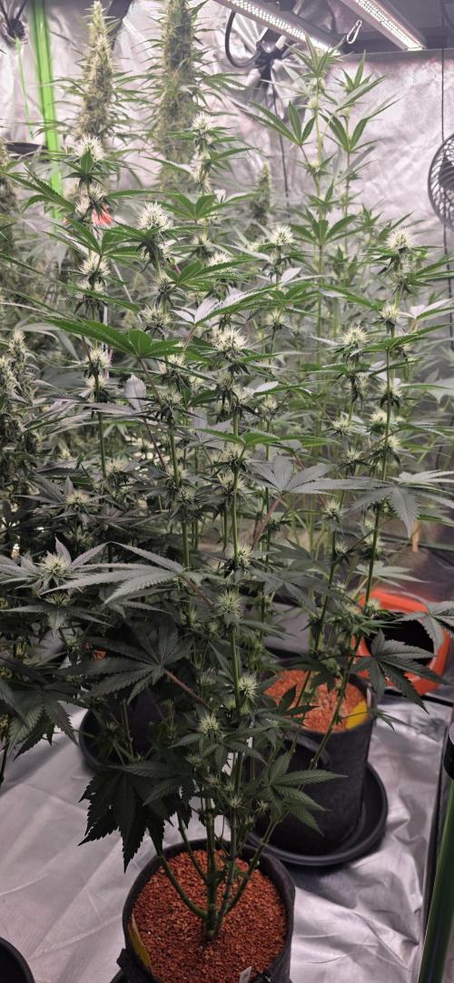 Booberry Coockies Rbx. Week 12