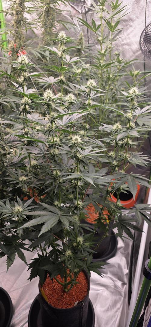 Booberry Coockies Rbx. Week 12