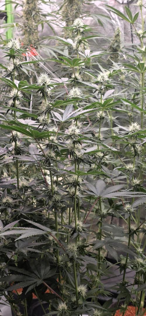 Booberry Coockies Rbx. Week 12