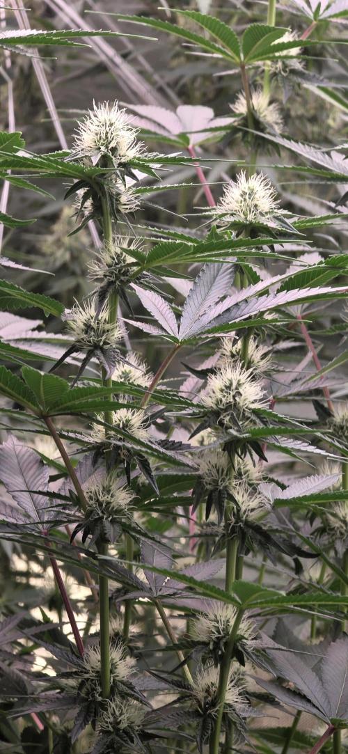 Booberry Coockies Rbx. Week 12