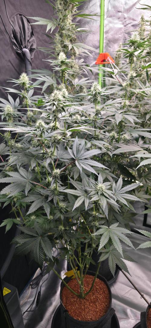 Booberry Coockies Rbx. Week 12