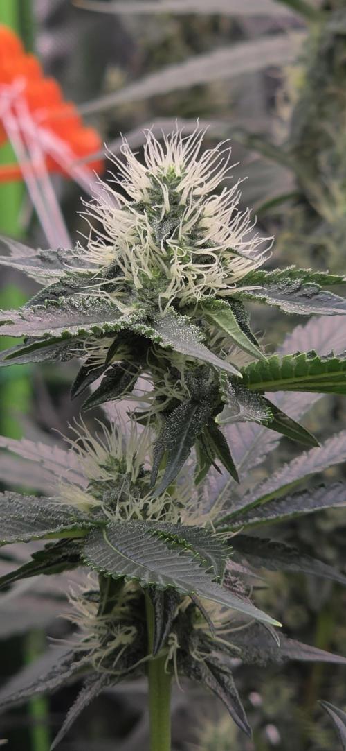 Booberry Coockies Rbx. Week 12