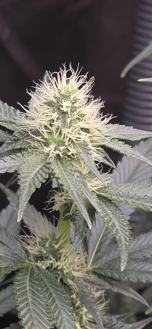 Booberry Coockies Rbx. Week 12