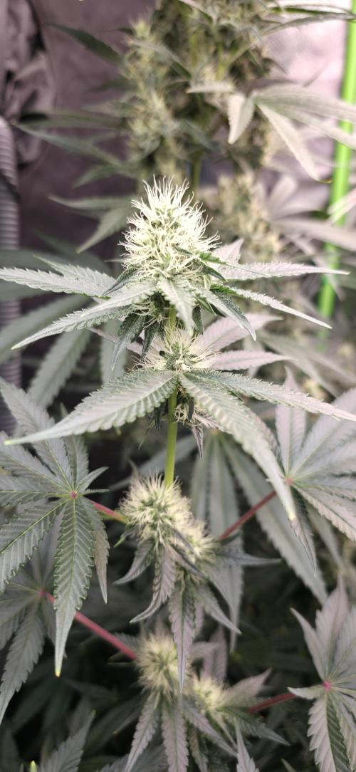 Booberry Coockies Rbx. Week 12