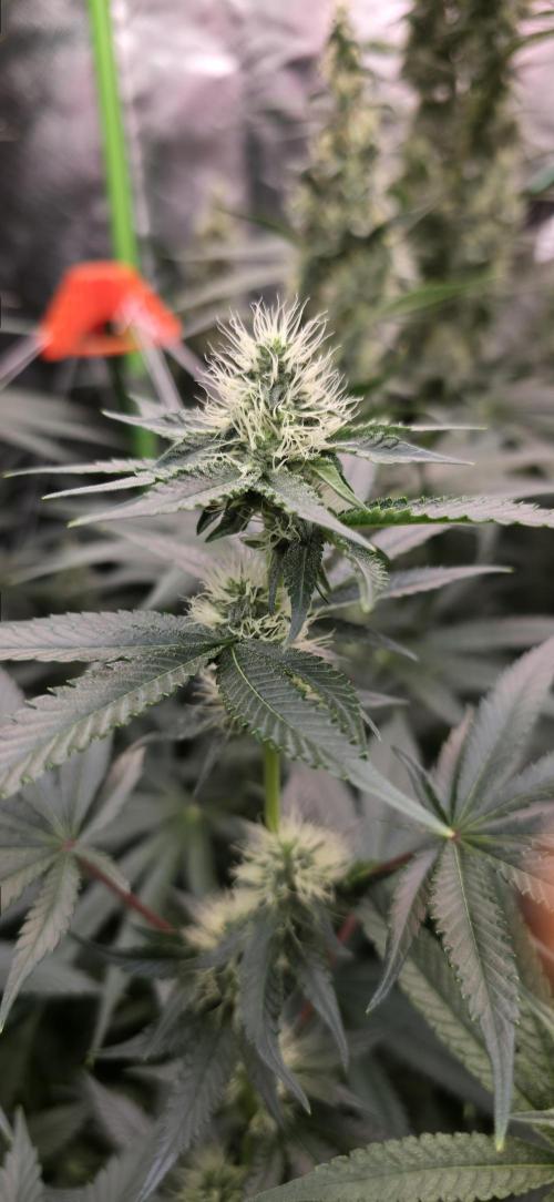 Booberry Cookies RBX. Week 12