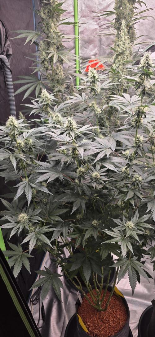Booberry Coockies Rbx. Week 13