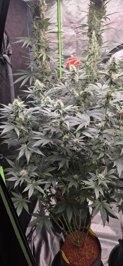 Booberry Coockies Rbx. Week 13