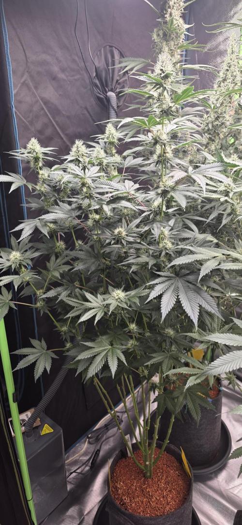 Booberry Coockies Rbx. Week 13