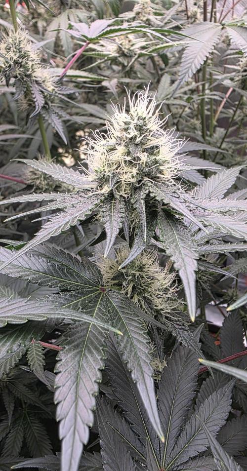 Booberry Coockies Rbx. Week 13