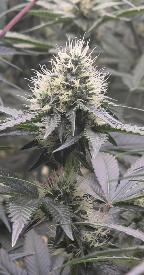 Booberry Coockies Rbx. Week 13