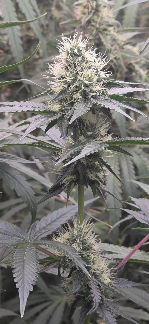 Booberry Coockies Rbx. Week 13