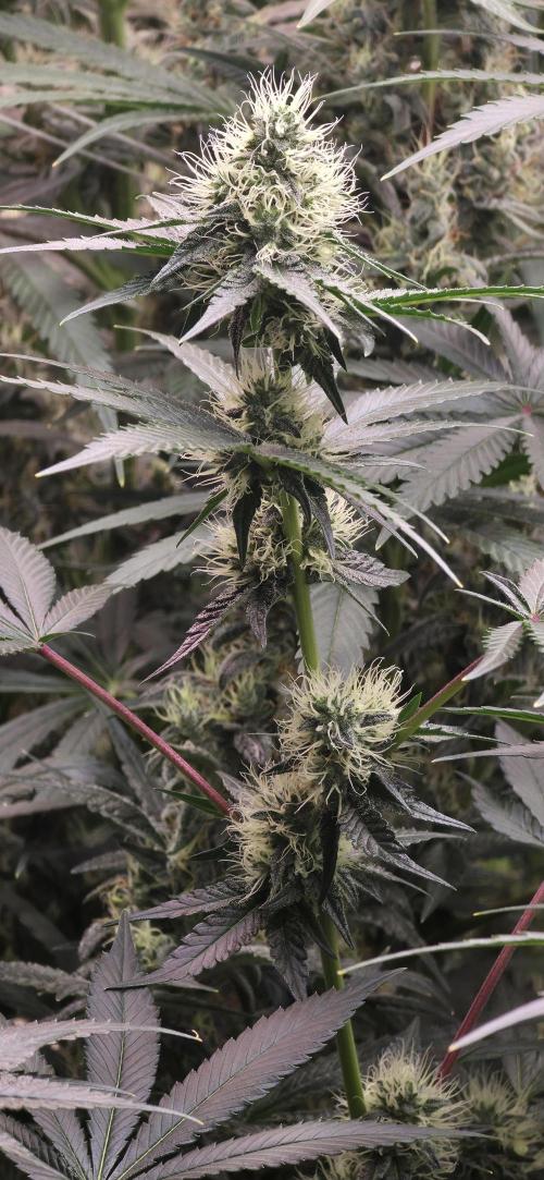Booberry Coockies Rbx. Week 13