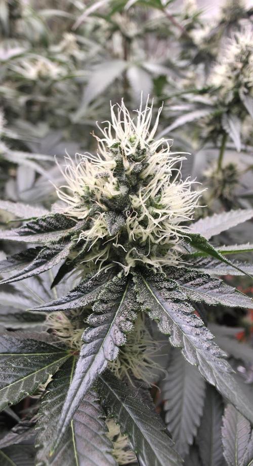 Booberry Cookies RBX. Week 13