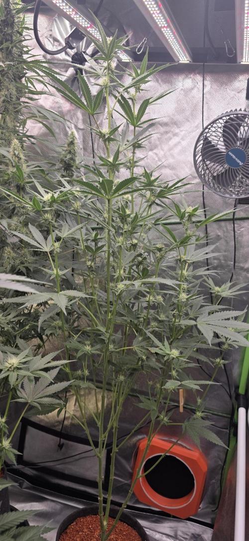 Jelly Donutz. Week 12