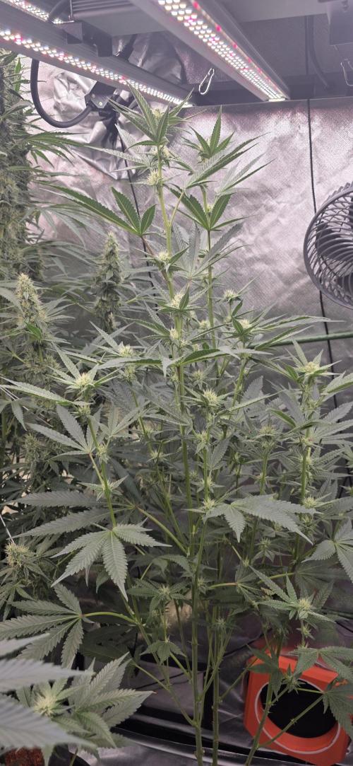 Jelly Donutz. Week 12