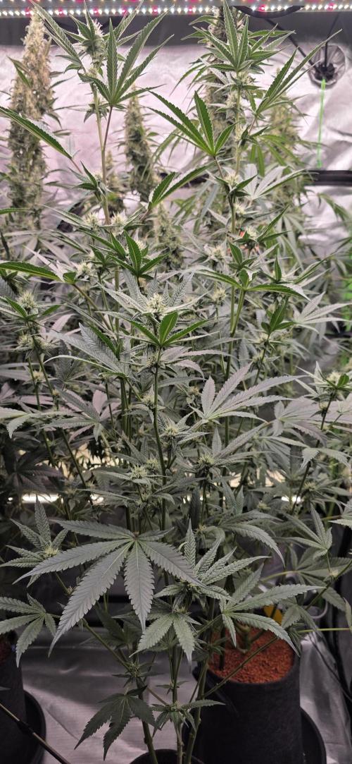 Jelly Donutz. Week 12