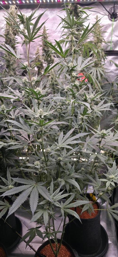 Jelly Donutz. Week 12