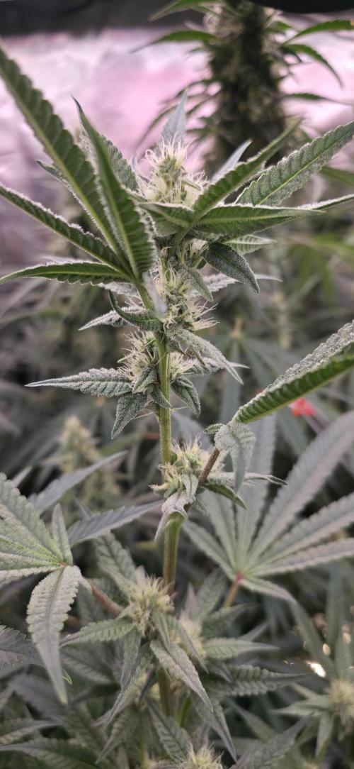 Jelly Donutz. Week 12