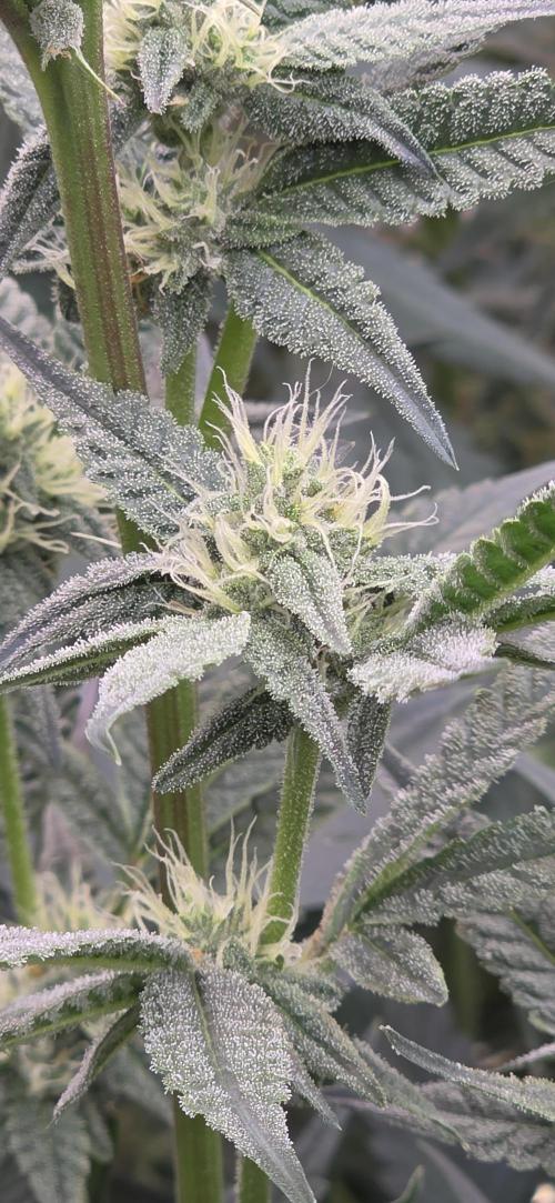 Jelly Donutz. Week 12