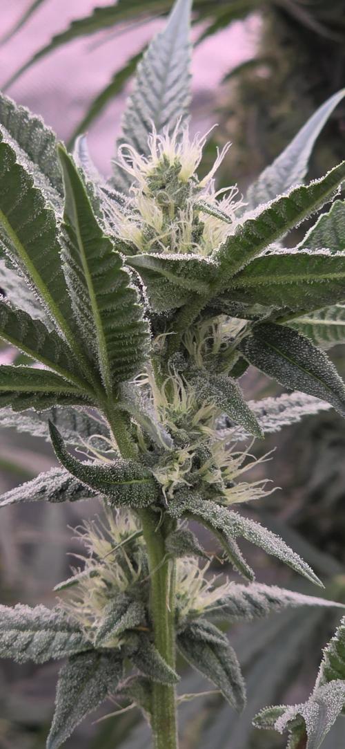 Jelly Donutz. Week 12