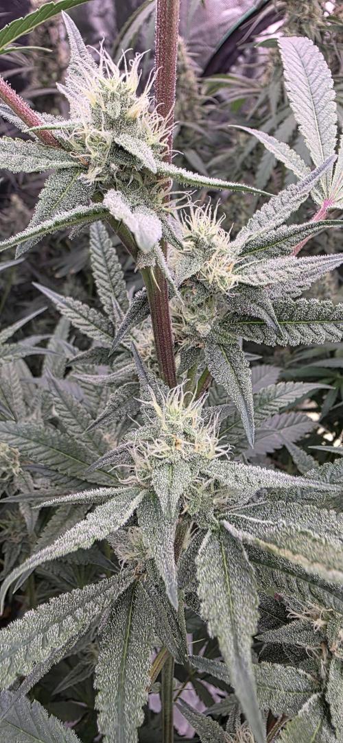 Jelly Donutz. Week 13