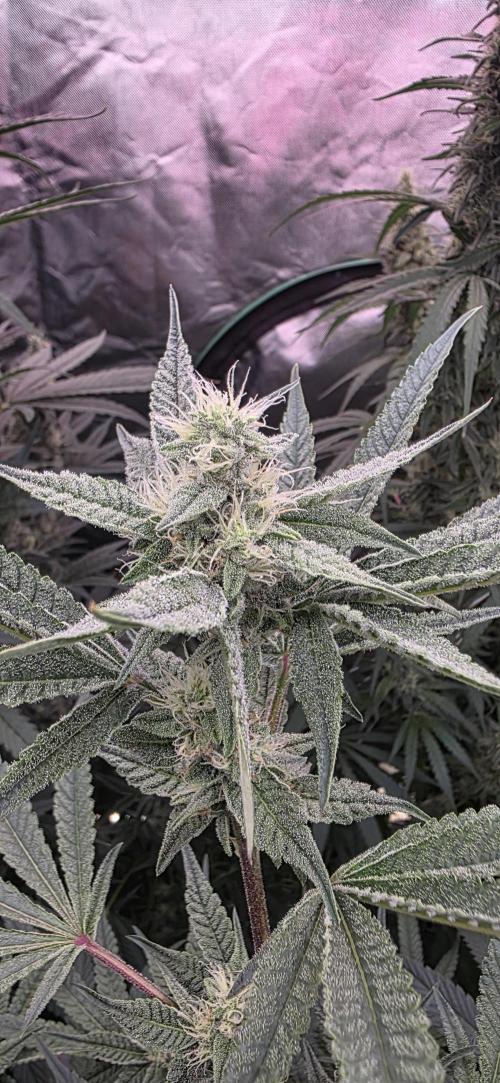 Jelly Donutz. Week 13