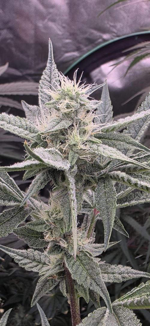 Jelly Donutz. Week 13