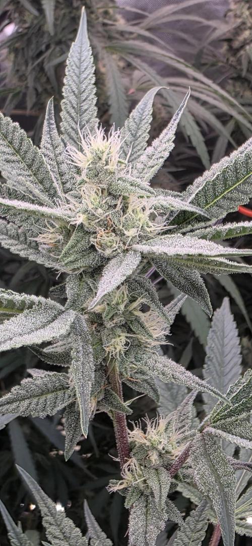 Jelly Donutz. Week 13