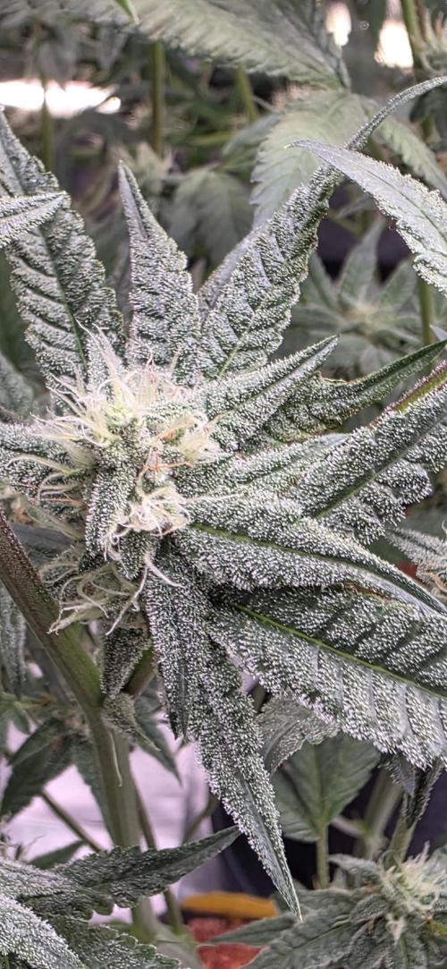 Jelly Donutz. Week 13