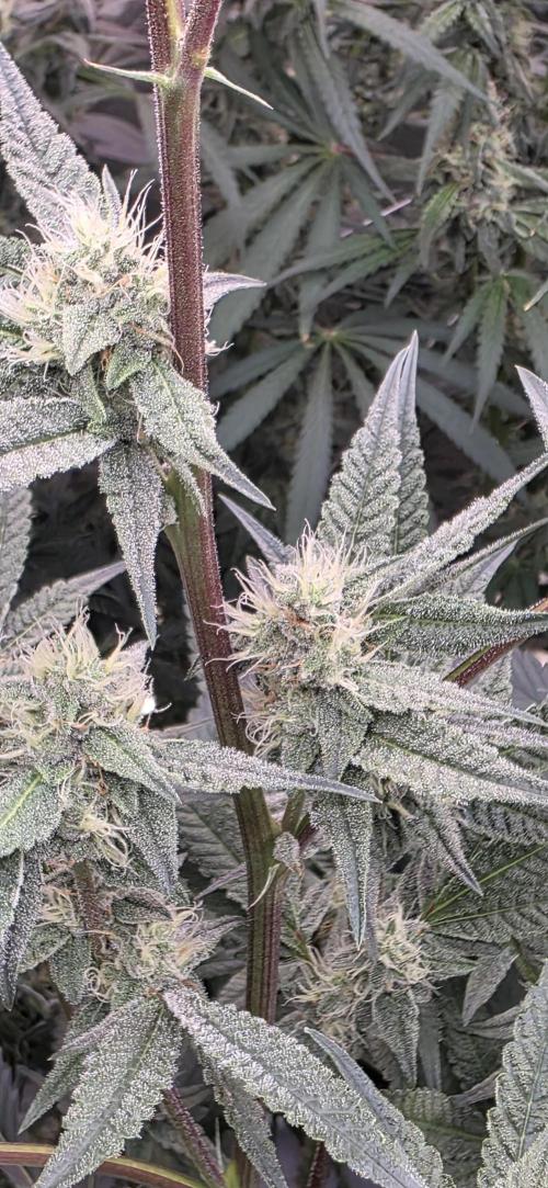 Jelly Donutz. Week 13