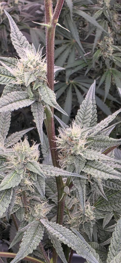 Jelly Donutz. Week 13